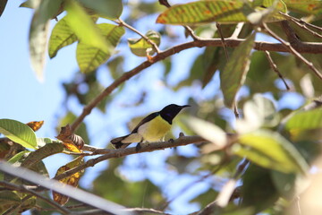 Bird on plant of branch,bird on plant yellow bird