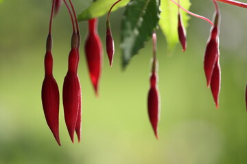 Blüten