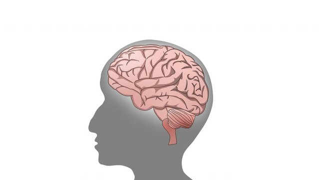 Human Brain and Silhouette Head and Glowing Animation on White Background and Green Screen