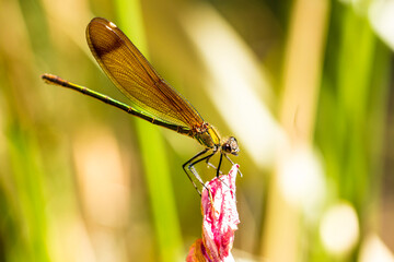 Caballito del Diablo4 (Serie Odonatos)