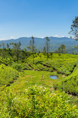 Tea plantation in up country near Nuwara Eliya, Sri Lanka background blue sky, vertical