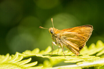 Dorada (Serie Mariposas Ibéricas)