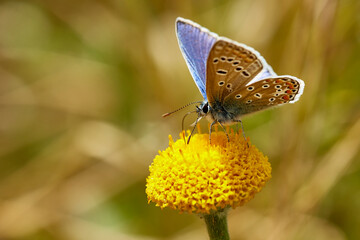 Icaro12 (Serie Mariposas Ibéricas)