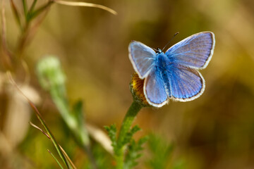 Icaro9 (Serie Mariposas Ibéricas)