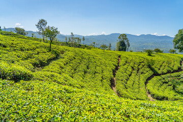 Tea plantation in up country near Nuwara Eliya, Sri Lanka background blue sky