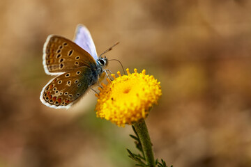 Obraz premium Icaro8 (Serie Mariposas Ibéricas)