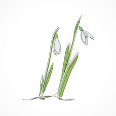 Spring flowers snowdrop line art illustration