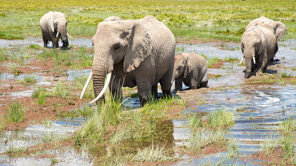 Elephant cow with four calves on flooded grassland.