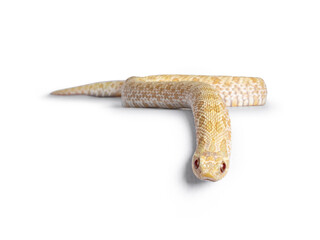 Albino hognose snake on white background