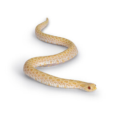 Top view shot of Young albino hognose snake moving side ways. Isolated on a white background. Tongue out.