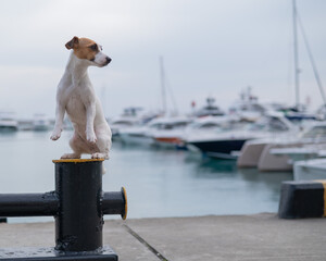 Jack Russell Terrier dog sits on the shore of the harbor. Yacht Club.