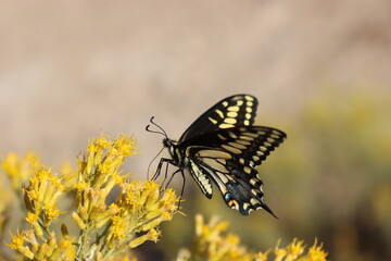 Schmetterling auf Blüten