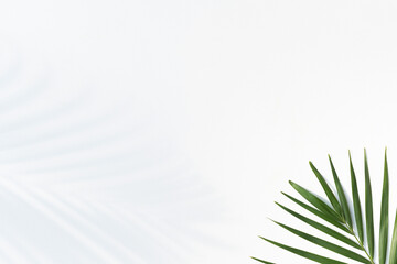 Tropical leaves is placed on a white canvas with part of the leaf layout and copy space.