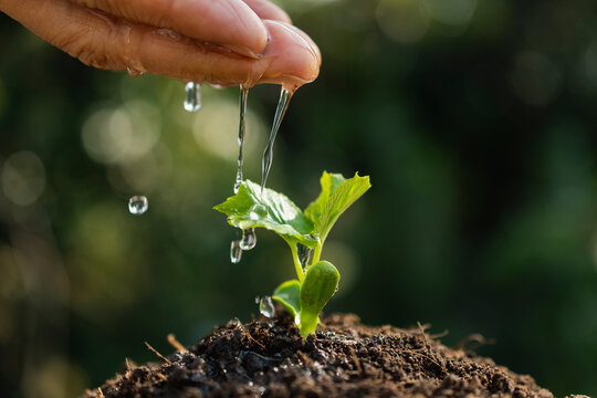 Hand of person watering young plant in the garden on nature background.