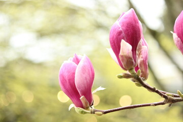 Magnolien