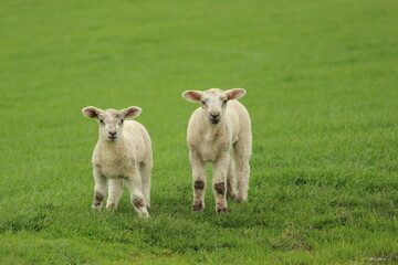 2 Lämmer auf dem Feld