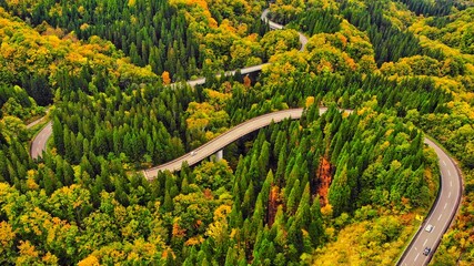 フォレストロード