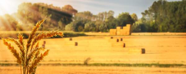 evening sun is shining on blurred harvested wheat field with straw bales, wheat ears in foreground,...