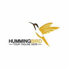 Hummingbird logo design vector template