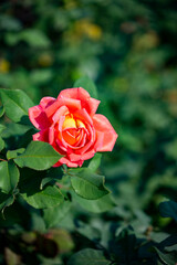 Roses blooming in the park in spring