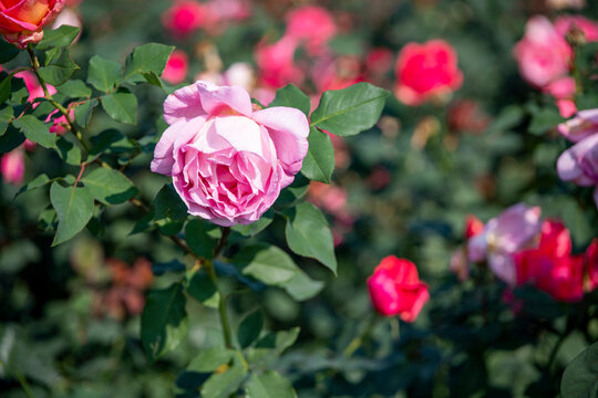 Roses blooming in the park in spring