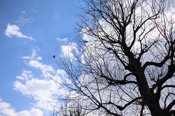 Fototapeta na wymiar 枯れ木と空と鳥たち
