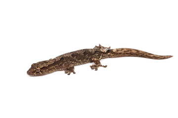 Robust forest bavayia (Bavayia robusta) on a white background