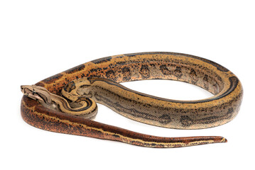 Obraz premium Boa imperator on a white background