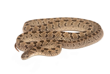 Common egg-eating snake (Dasypeltis sp.) on a white background