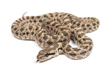 Obraz premium Four-lined snake (Elaphe quatuorlineata) on a white background
