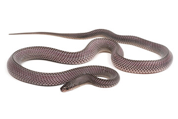 Crosse's file snake (Limaformosa crossi) on a white background