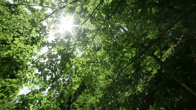 View of sun coming through green leafy forest canopy