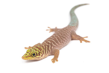 Standing's day gecko (Phelsuma standingi) on a white background