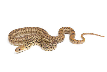 San Diego gophersnake  (Pituophis catenifer annectens) on a white background