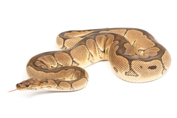 Ball python (Python regius) on a white background