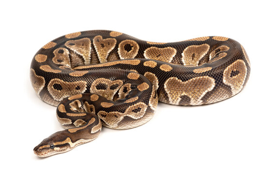 Ball python (Python regius) on a white background