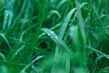 Fresh green grass leaves in large drops of dew or rain. Water droplets on green leaves.
