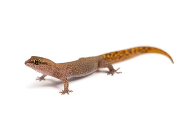 Morocco lizard-fingered gecko (Saurodactylus brosseti) on a white background