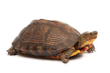 Painted wood turtle (Rhinoclemmys pulcherrima incisa) on a white background