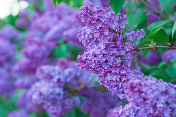 Beautiful lilac flowers. Lilacs bloom beautifully outdoors in spring. Blooming lilac bush with tender tiny flower, lilac flower on the bush.