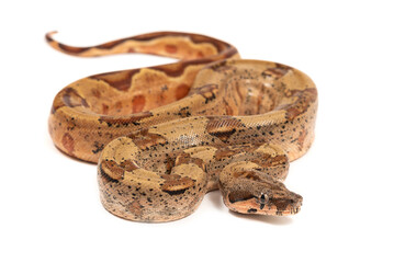 Sonoran Boa imperator on a white background