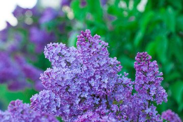 Obraz premium Beautiful lilac flowers. Lilacs bloom beautifully outdoors in spring. Blooming lilac bush with tender tiny flower, lilac flower on the bush.
