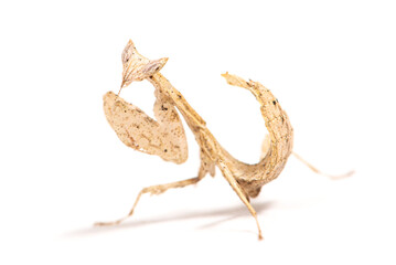 Praying mantis (Brancsikia freyi) on a white background