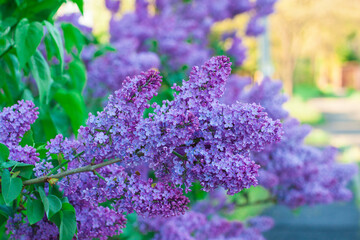 Obraz premium Beautiful lilac flowers. Lilacs bloom beautifully outdoors in spring. Blooming lilac bush with tender tiny flower, lilac flower on the bush.