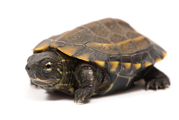 Chinese pond turtle (Mauremys reevesii) on a white background