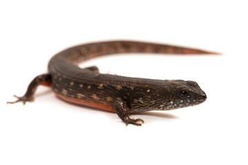 Cophoscincopus greeri lizard on a white background