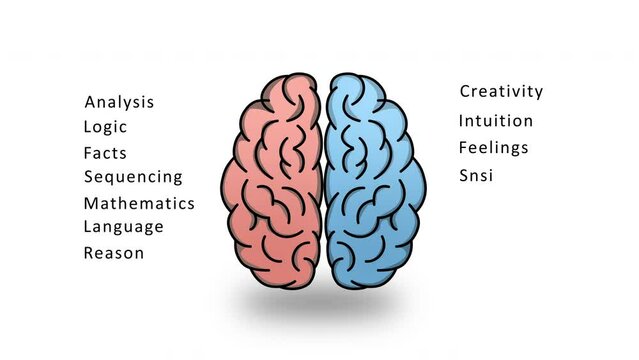 Left and Right Brain Diagram Animation on White Background and Green Screen