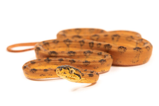 Amazon tree boa (Corallus hortulana)  on a white background