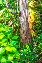 Hanging sawed off tree without trunk tropical jungle Mexico. - obrazy, fototapety, plakaty