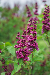 Fototapeta premium Beautiful lilac flowers. Lilacs bloom beautifully outdoors in spring. Blooming lilac bush with tender tiny flower, lilac flower on the bush.